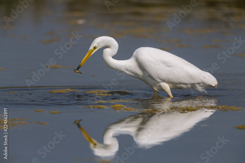 Grande Aigrette (Ardea alba - Great Egret) © Alonbou