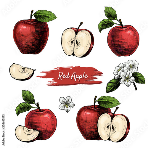 Vector apples hand drawn sketch with flowers .  Sketch vector  food illustration. Vintage style