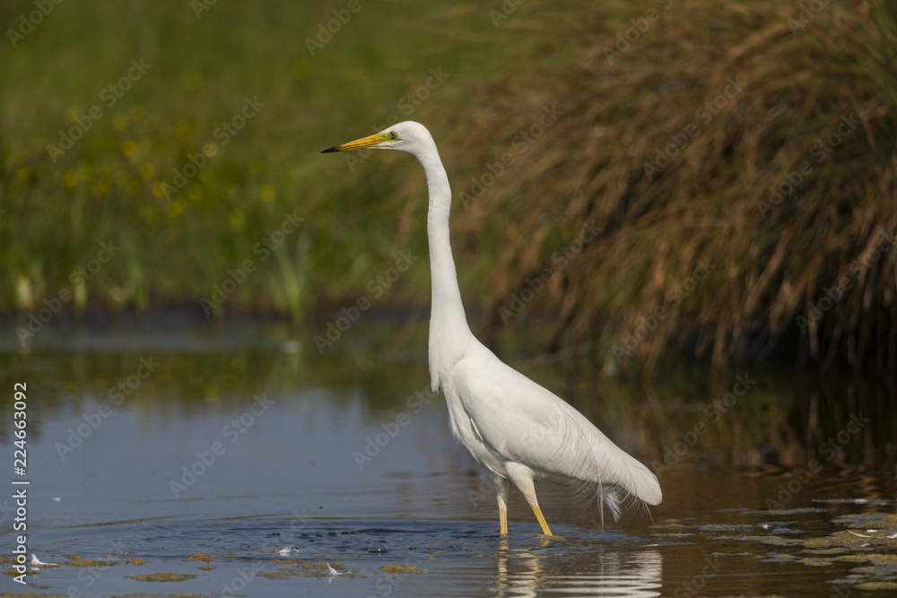 Grande Aigrette (Ardea alba - Great Egret) Grande Aigrette (Ardea alba - Great Egret)