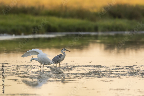 Grande Aigrette (Ardea alba - Great Egret) et héron cendré © Alonbou