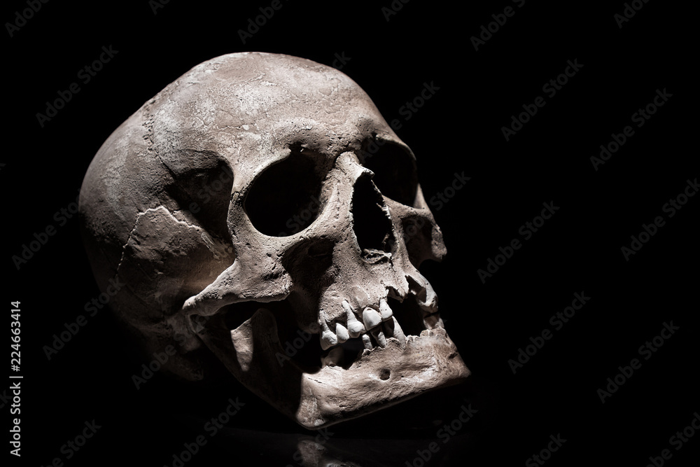 Human skull on black background with reflection close up Human skull on black background with reflection close up