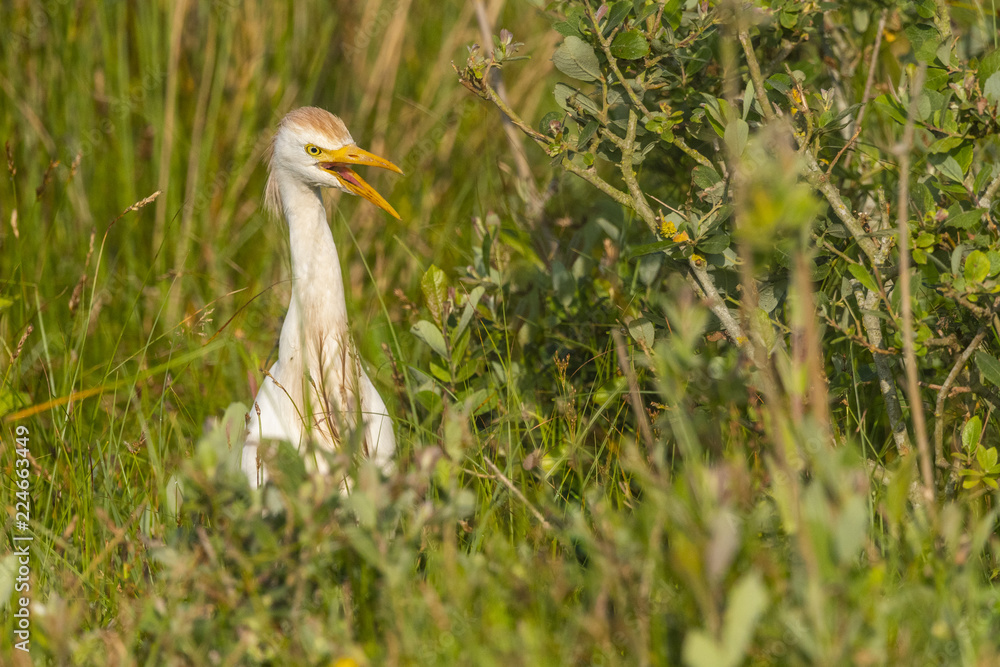 Héron garde-boeufs (Bubulcus ibis - Western Cattle Egret) Héron garde-boeufs (Bubulcus ibis - Western Cattle Egret)