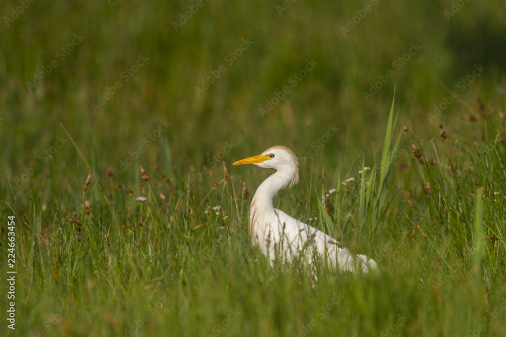 Héron garde-boeufs (Bubulcus ibis - Western Cattle Egret)