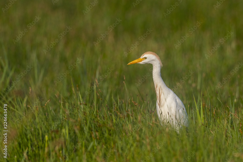 Héron garde-boeufs (Bubulcus ibis - Western Cattle Egret) Héron garde-boeufs (Bubulcus ibis - Western Cattle Egret)