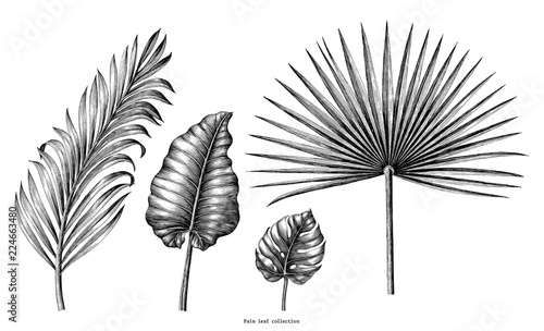 Palm leaf collection vintage engraving illustration clip art isolated on white background photo