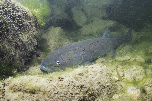 Common huchen (Hucho hucho) swimming in nice river. Beautiful salmonid fish in close up photo. Underwater photography in wild nature. Mountain creek habitat.