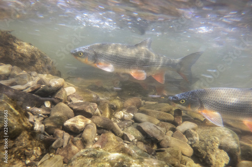 Nase Carp (Chondrostoma nasus) in the beautiful clean river. Underwater shot in the river habitat. Wild life animal. Spawning Nase in the nature habitat with nice background. © Rostislav