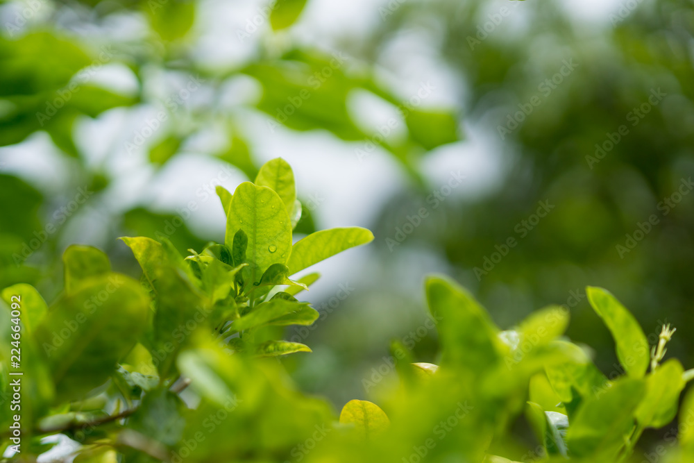 Closeup nature view of green leaf on blurred greenery background in garden Closeup nature view of green leaf on blurred greenery background in garden