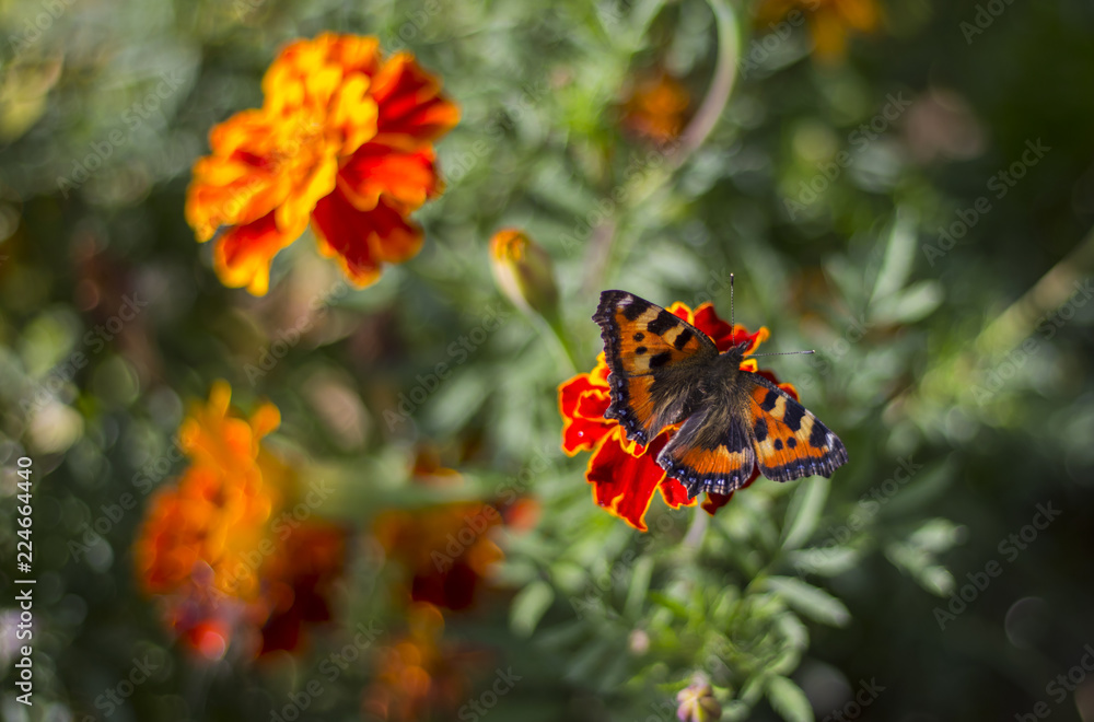 A butterfly sat on a marigold flower A butterfly sat on a marigold flower
