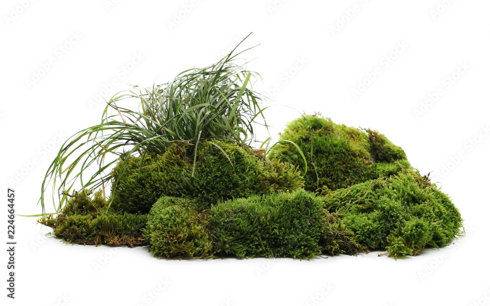 Green moss with grass isolated on white background - obrazy, fototapety, plakaty 