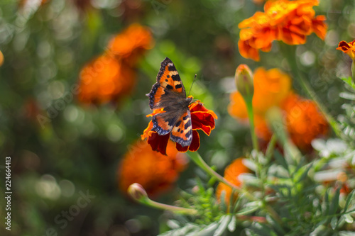 Butterfly sat on a beautiful marigold flower