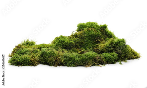 Green moss with grass isolated on white background