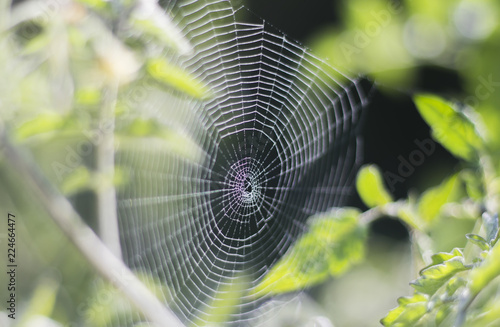 Natural cobweb between two branches in a garden background.