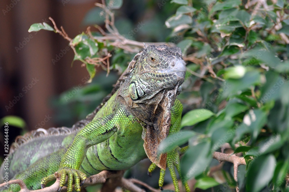 Grüner Leguan Grüner Leguan