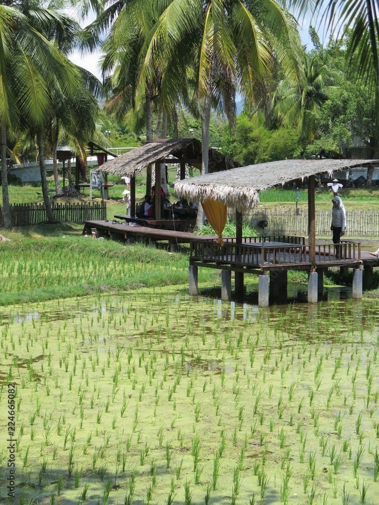 Fototapeta premium restaurant in rice