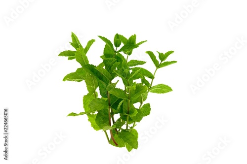 Mint. green sprig of mint isolated on white background