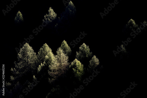 Il primo raggio di sole sulla foresta di larice, Alpi, Italia photo