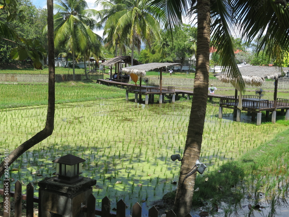 Fototapeta premium restaurant in rice