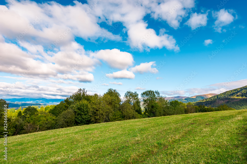 early autumn countryside in mountains. row of trees behind the grassy meadow. fluffy clouds on a blue sky early autumn countryside in mountains. row of trees behind the grassy meadow. fluffy clouds on a blue sky