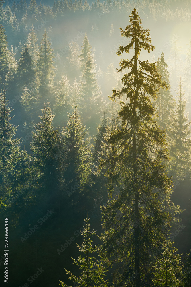 Naklejka premium świerk w pięknym świetle. odległy las w porannej mgle. wspaniałe tło natura jesień