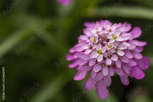 Mexican ageratum with green leaves