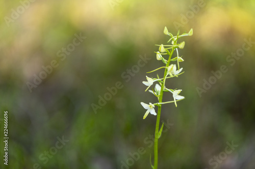 Platanthera bifolia also known as lesser butterfly-orchid © Janisphoto