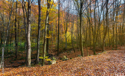 almost leafless forest in autumn. beautiful nature background
