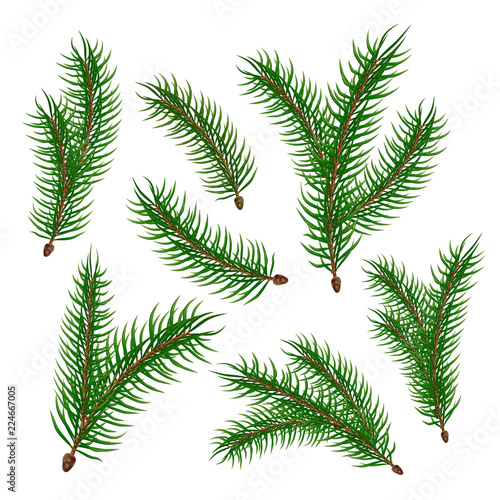 Fototapeta Naklejka Na Ścianę i Meble -  Vector realistic spruce fir tree branches set