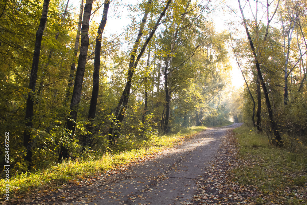 Autumn path in the park, planted with golden poplars in the rays of the morning warm sun.