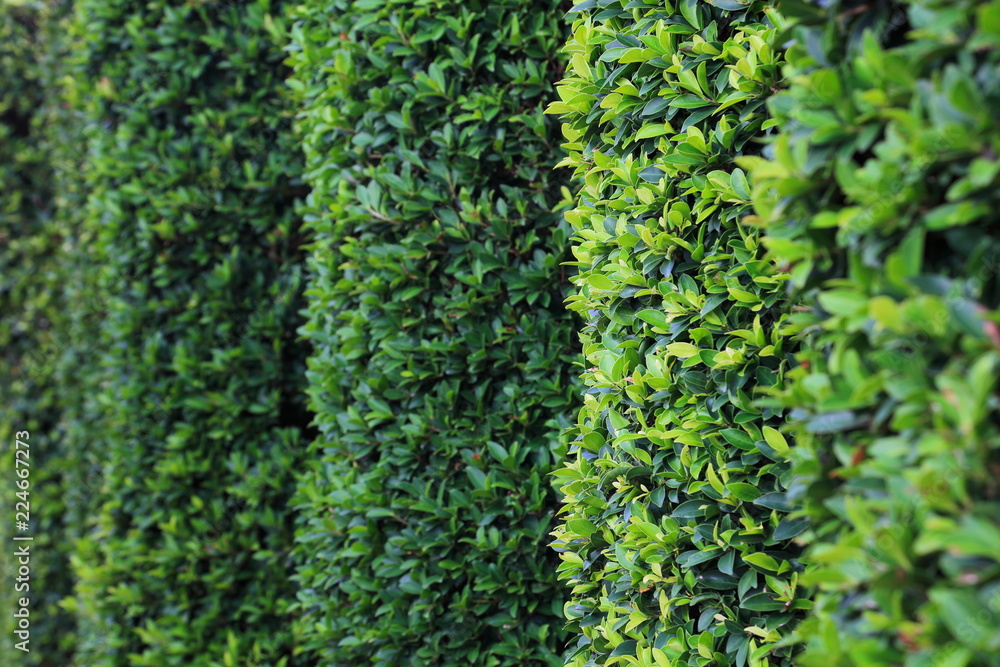 Fototapeta premium Green topiary hedging wall with copy space