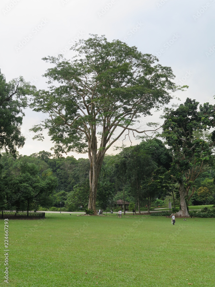 Fototapeta premium tree