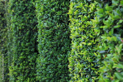 Green topiary hedging wall with copy space