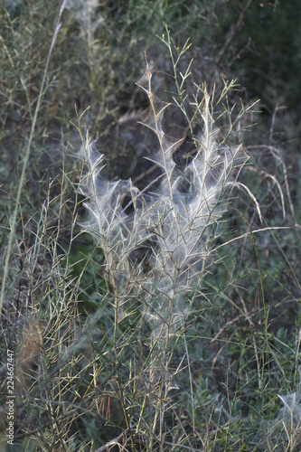 toile d araignée