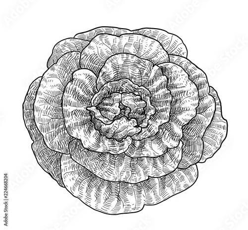 Lettuce illustration, drawing, engraving, ink, line art, vector