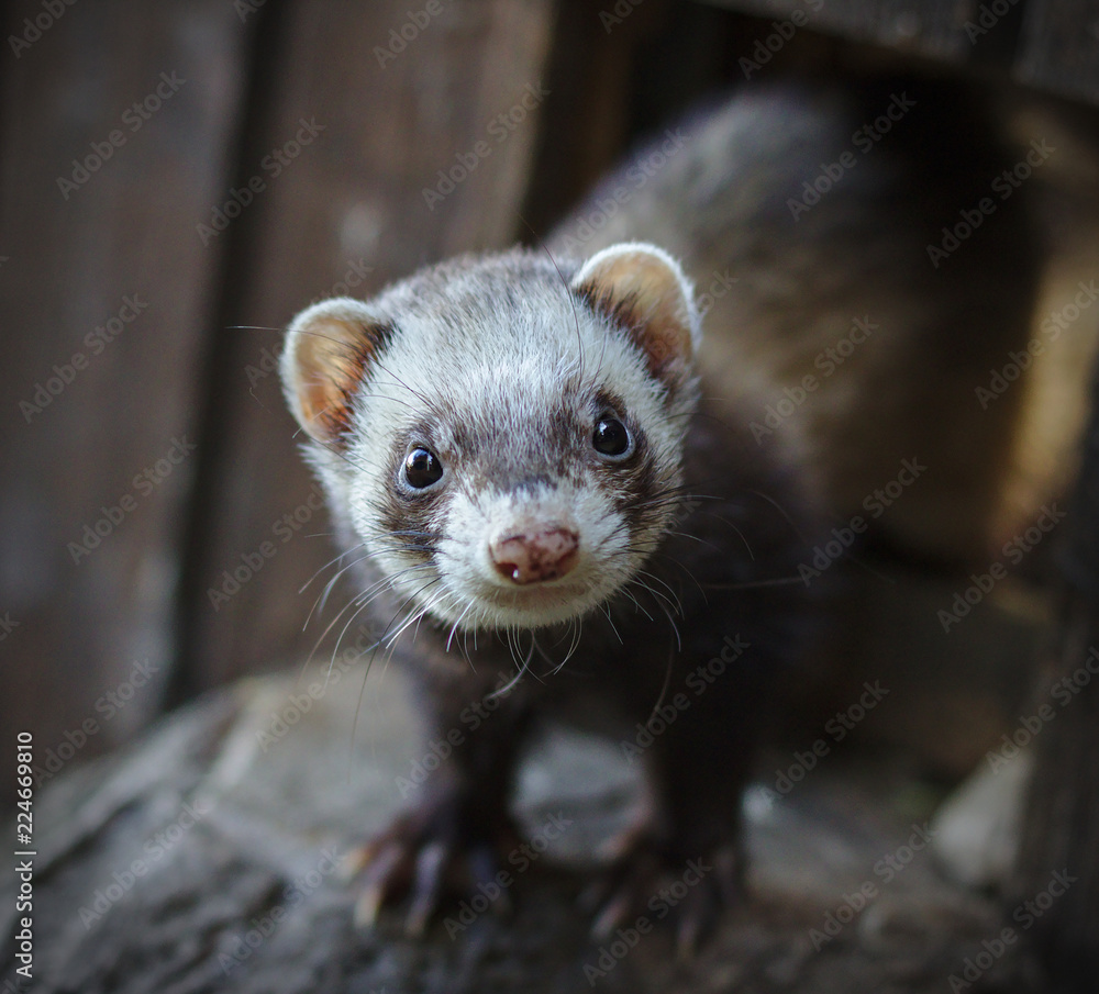 Fototapeta premium Ferret looking at the camera