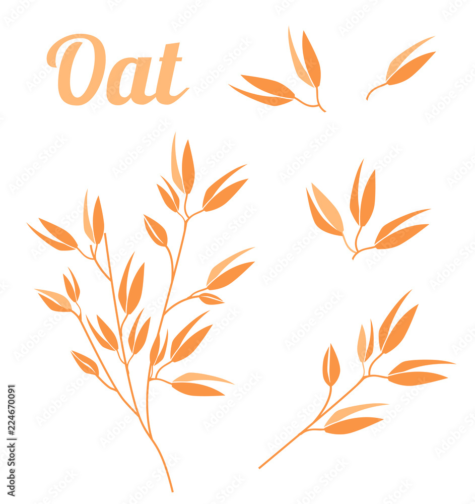 Cereal plants, agriculture industry organic crop products for oat groats flakes, oatmeal packaging design.