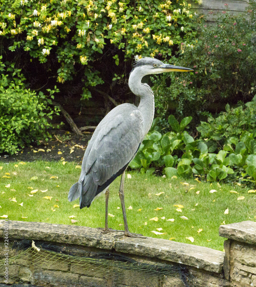 Fototapeta premium Grey Heron