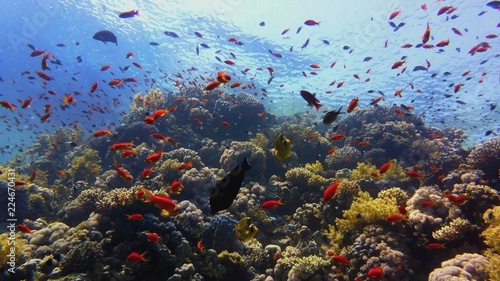 Beautiful coral reef, colorful underwater scenery