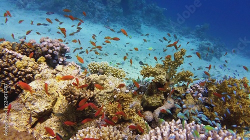 Fototapeta Naklejka Na Ścianę i Meble -  Beautiful coral reef, colorful underwater scenery