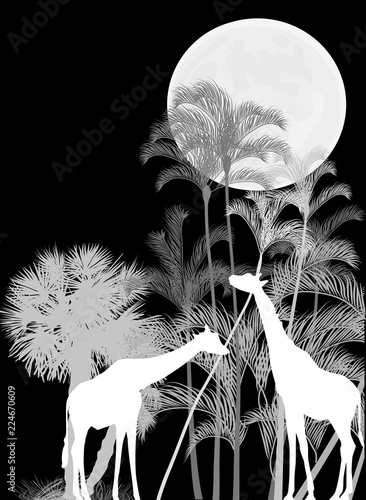 Photography giraffes near grey palm trees isolated on black