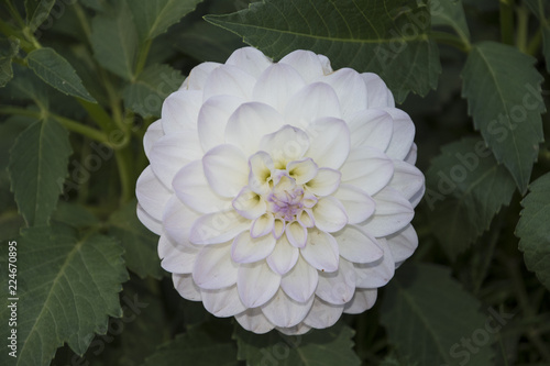 White dahlia in the summer garden. White dahlia blooming photo