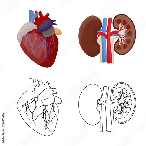 Vector illustration of body and human logo. Set of body and medical stock vector illustration.
