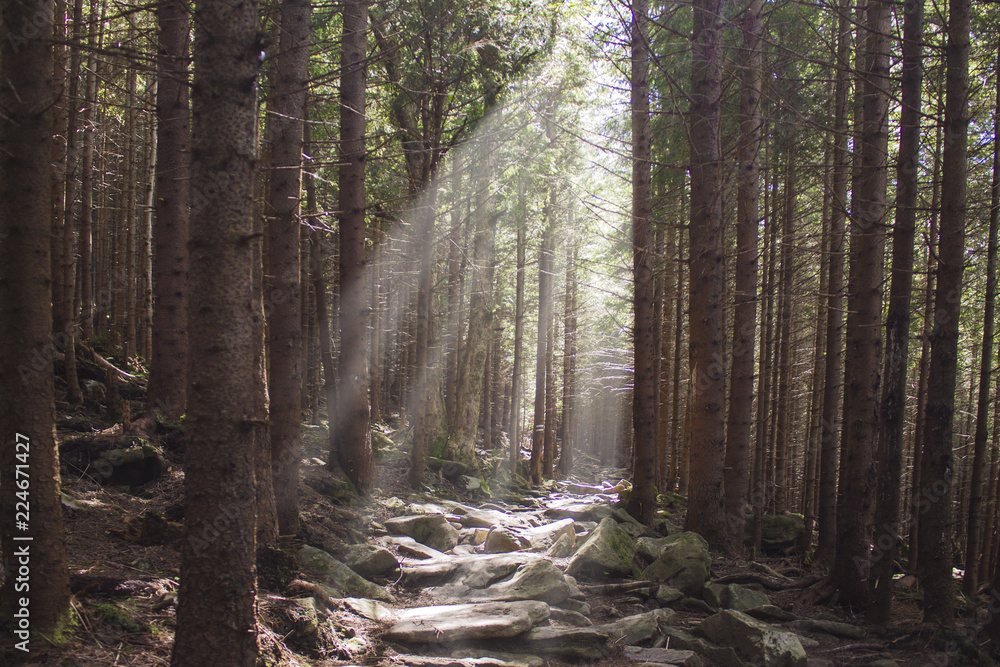 Obraz premium Sunlighted trail or track in mountain forest