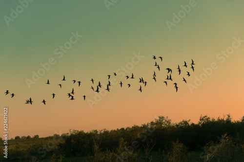 Migratory birds flying during sunset