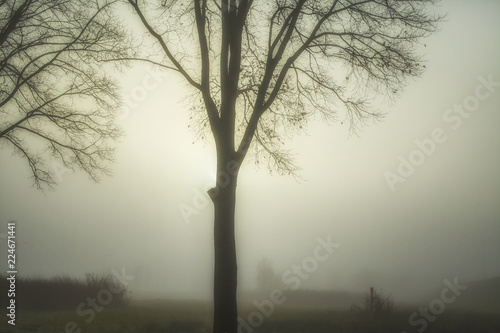 A winter's day in the fog