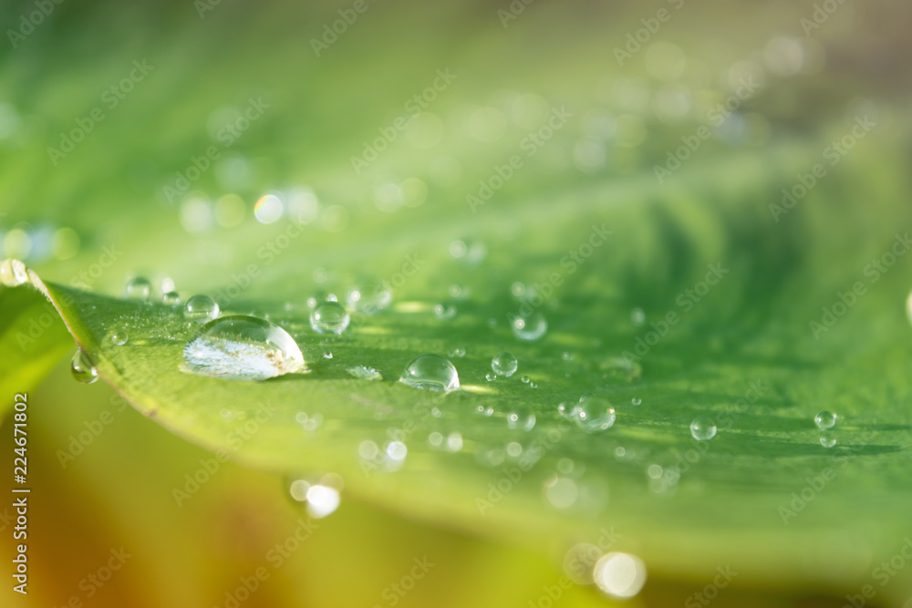 Waterdrop on the caladium leaves in the morning Waterdrop on the caladium leaves in the morning