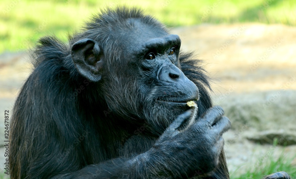 Chimpanzee Chimpanzee