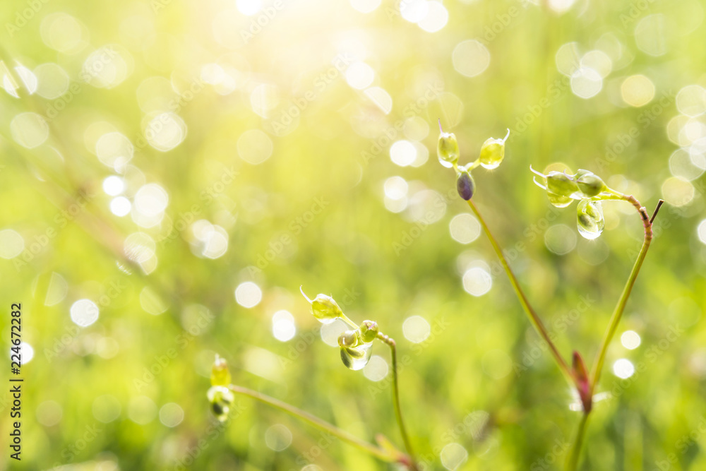 Green nature bokeh background Green nature bokeh background