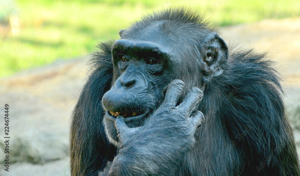 Chimpanzee Chimpanzee
