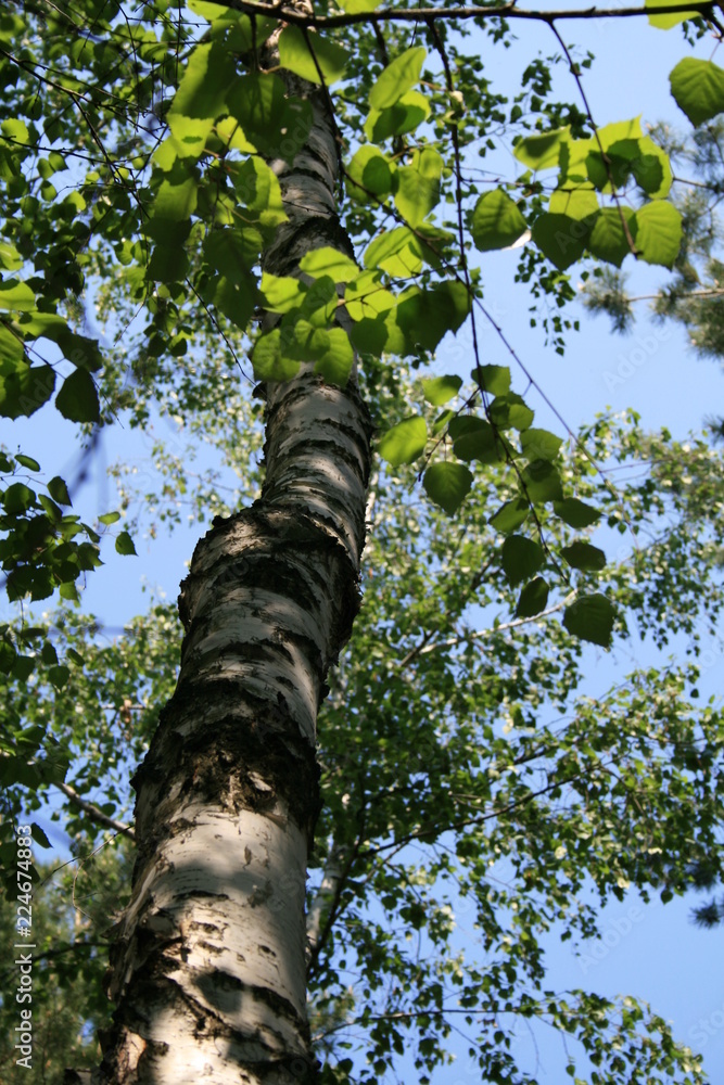 Fototapeta premium tree in the forest